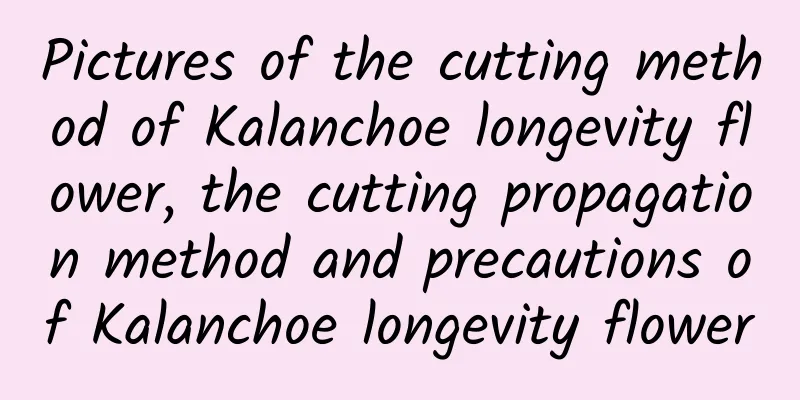 Pictures of the cutting method of Kalanchoe longevity flower, the cutting propagation method and precautions of Kalanchoe longevity flower