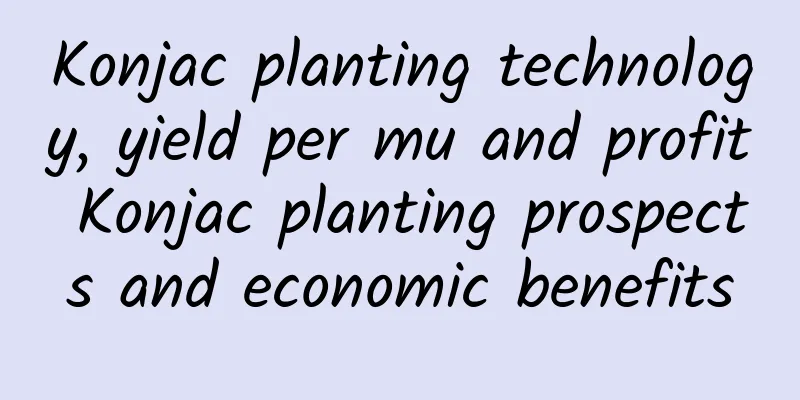 Konjac planting technology, yield per mu and profit Konjac planting prospects and economic benefits
