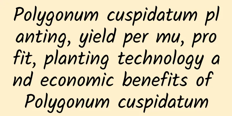 Polygonum cuspidatum planting, yield per mu, profit, planting technology and economic benefits of Polygonum cuspidatum