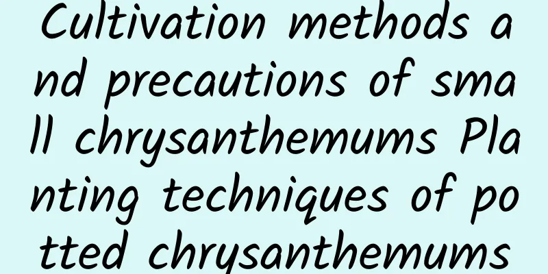 Cultivation methods and precautions of small chrysanthemums Planting techniques of potted chrysanthemums