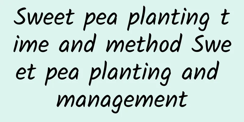 Sweet pea planting time and method Sweet pea planting and management