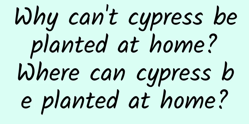 Why can't cypress be planted at home? Where can cypress be planted at home?
