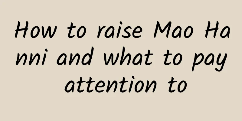 How to raise Mao Hanni and what to pay attention to