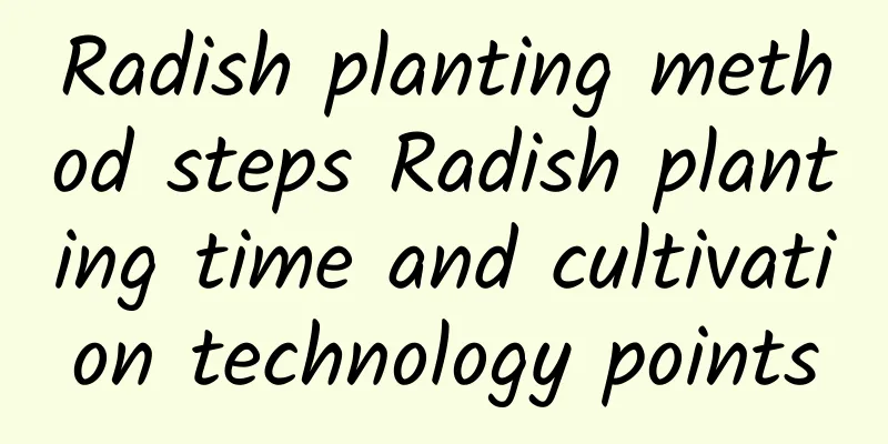 Radish planting method steps Radish planting time and cultivation technology points