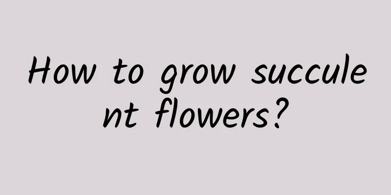 How to grow succulent flowers?