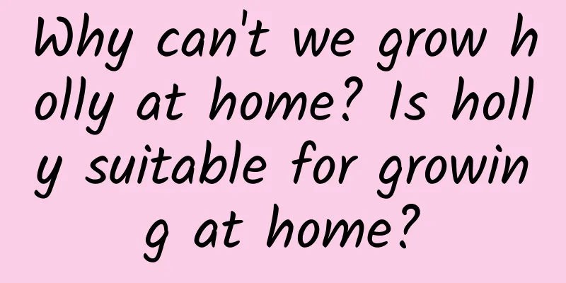 Why can't we grow holly at home? Is holly suitable for growing at home?