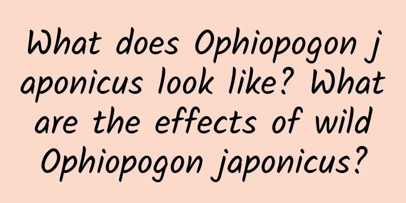 What does Ophiopogon japonicus look like? What are the effects of wild Ophiopogon japonicus?