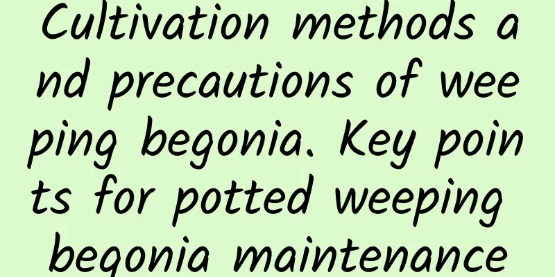 Cultivation methods and precautions of weeping begonia. Key points for potted weeping begonia maintenance