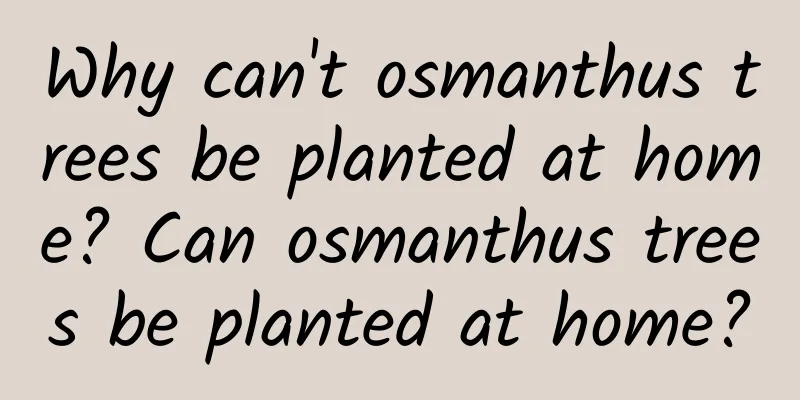 Why can't osmanthus trees be planted at home? Can osmanthus trees be planted at home?