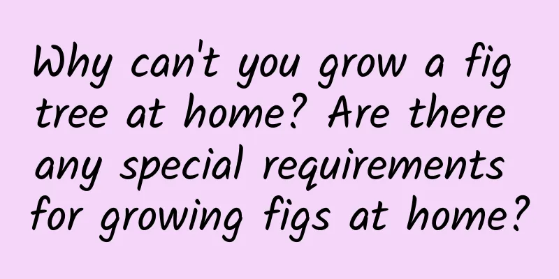 Why can't you grow a fig tree at home? Are there any special requirements for growing figs at home?