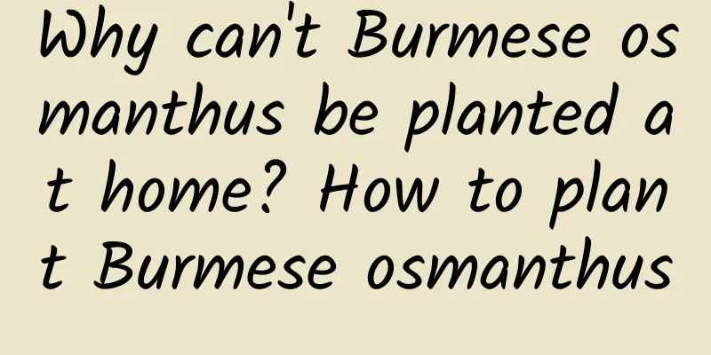 Why can't Burmese osmanthus be planted at home? How to plant Burmese osmanthus