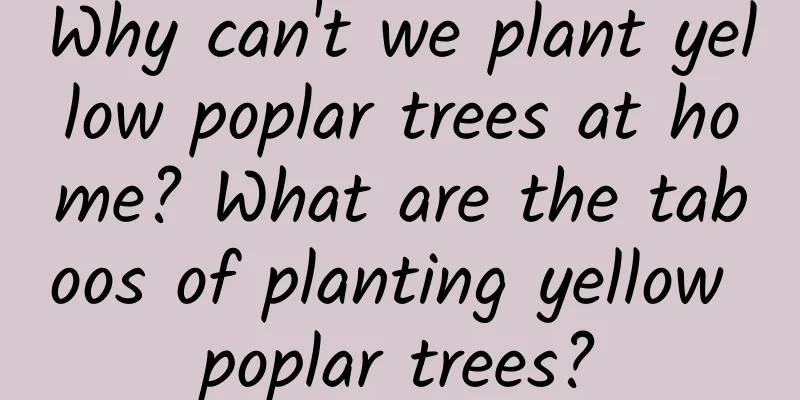 Why can't we plant yellow poplar trees at home? What are the taboos of planting yellow poplar trees?