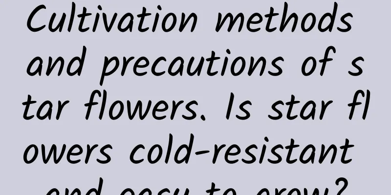 Cultivation methods and precautions of star flowers. Is star flowers cold-resistant and easy to grow?