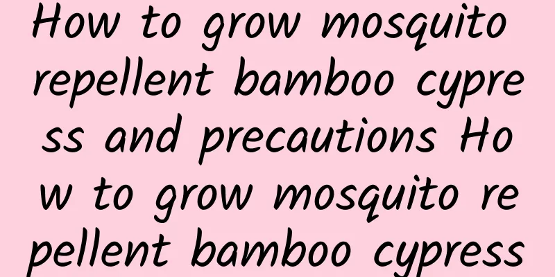 How to grow mosquito repellent bamboo cypress and precautions How to grow mosquito repellent bamboo cypress