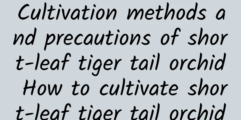 Cultivation methods and precautions of short-leaf tiger tail orchid How to cultivate short-leaf tiger tail orchid