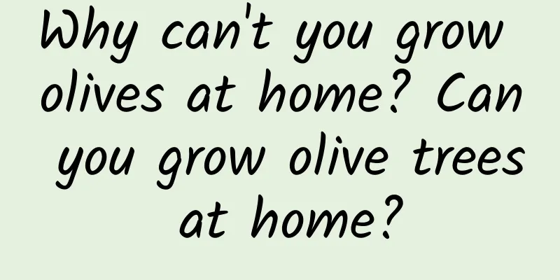 Why can't you grow olives at home? Can you grow olive trees at home?