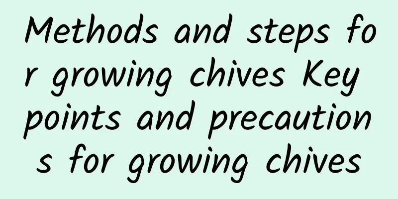 Methods and steps for growing chives Key points and precautions for growing chives