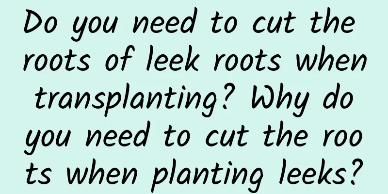Do you need to cut the roots of leek roots when transplanting? Why do you need to cut the roots when planting leeks?