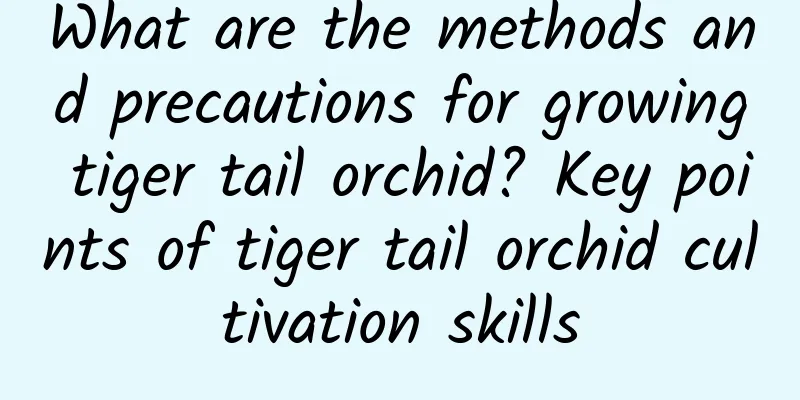 What are the methods and precautions for growing tiger tail orchid? Key points of tiger tail orchid cultivation skills