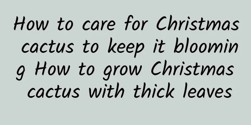 How to care for Christmas cactus to keep it blooming How to grow Christmas cactus with thick leaves