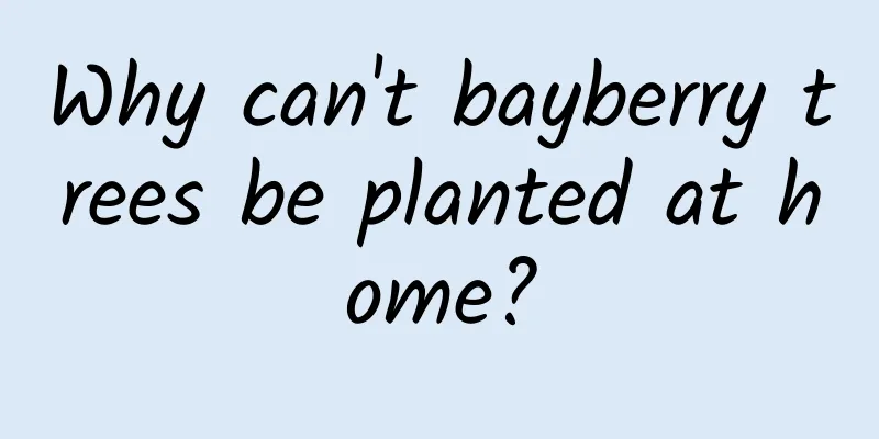 Why can't bayberry trees be planted at home?