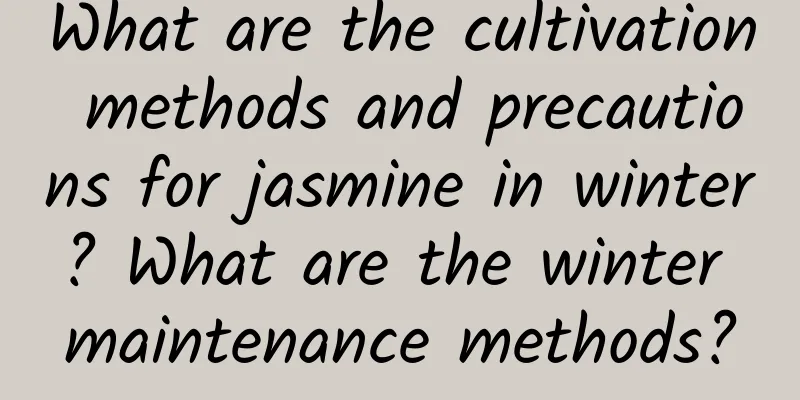 What are the cultivation methods and precautions for jasmine in winter? What are the winter maintenance methods?