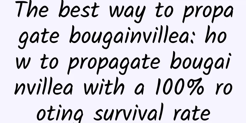 The best way to propagate bougainvillea: how to propagate bougainvillea with a 100% rooting survival rate