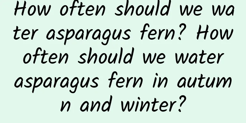 How often should we water asparagus fern? How often should we water asparagus fern in autumn and winter?