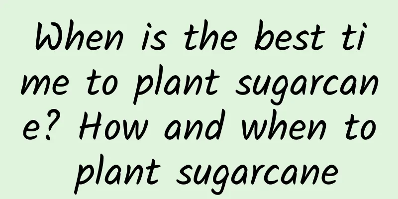 When is the best time to plant sugarcane? How and when to plant sugarcane
