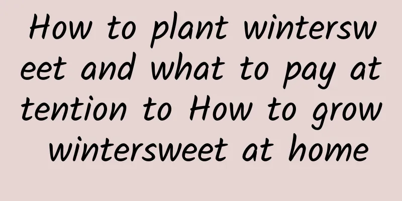 How to plant wintersweet and what to pay attention to How to grow wintersweet at home