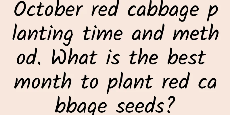 October red cabbage planting time and method. What is the best month to plant red cabbage seeds?