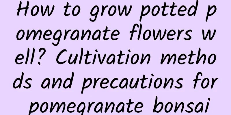 How to grow potted pomegranate flowers well? Cultivation methods and precautions for pomegranate bonsai