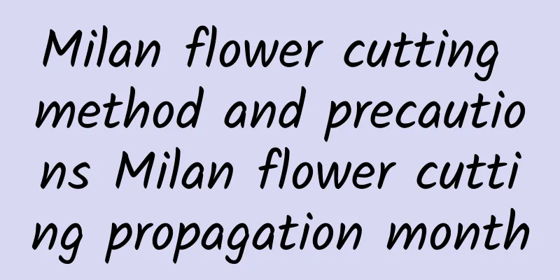 Milan flower cutting method and precautions Milan flower cutting propagation month