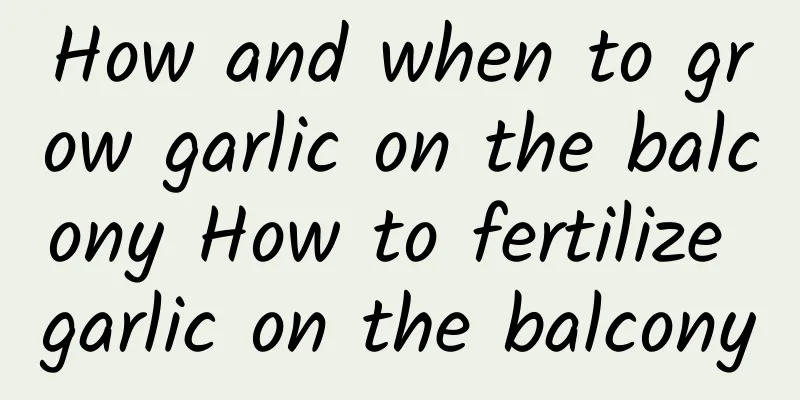 How and when to grow garlic on the balcony How to fertilize garlic on the balcony