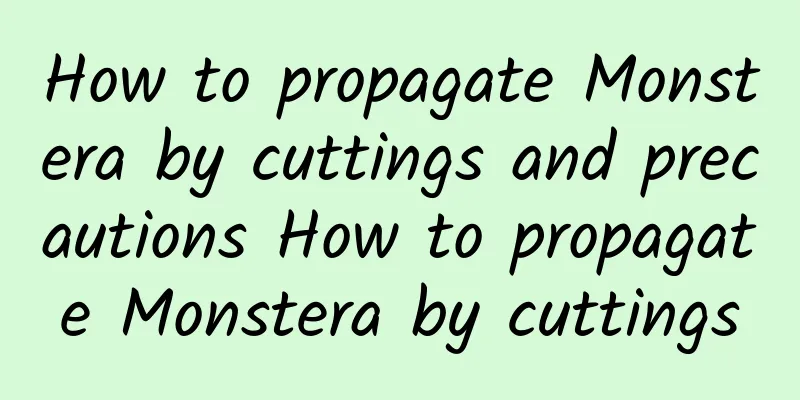 How to propagate Monstera by cuttings and precautions How to propagate Monstera by cuttings
