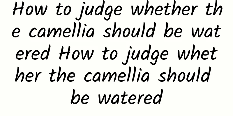 How to judge whether the camellia should be watered How to judge whether the camellia should be watered