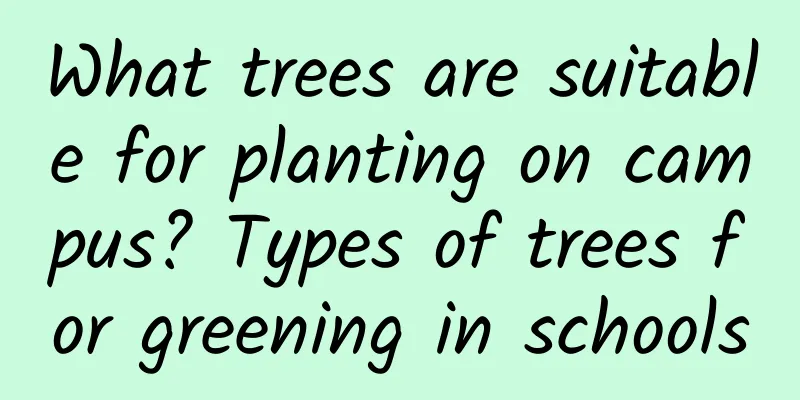 What trees are suitable for planting on campus? Types of trees for greening in schools