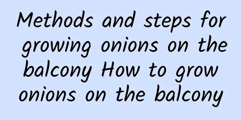 Methods and steps for growing onions on the balcony How to grow onions on the balcony