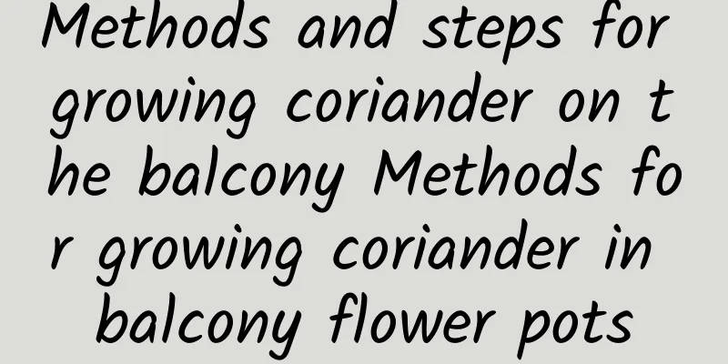 Methods and steps for growing coriander on the balcony Methods for growing coriander in balcony flower pots