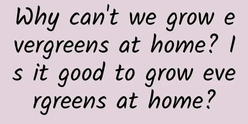 Why can't we grow evergreens at home? Is it good to grow evergreens at home?
