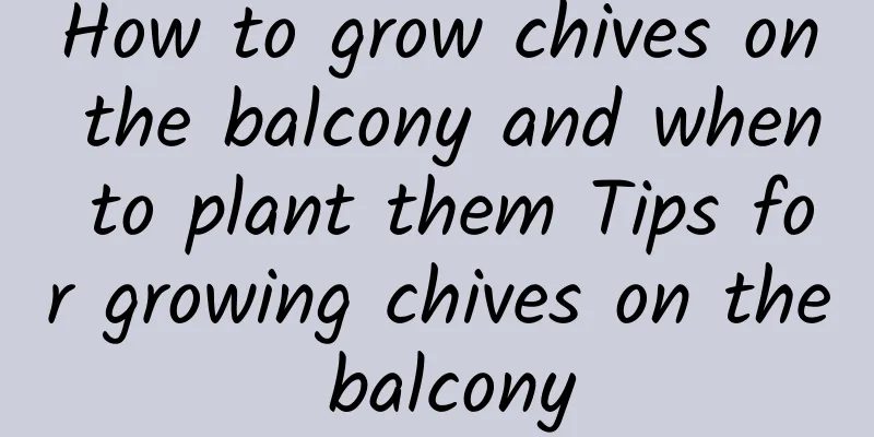 How to grow chives on the balcony and when to plant them Tips for growing chives on the balcony