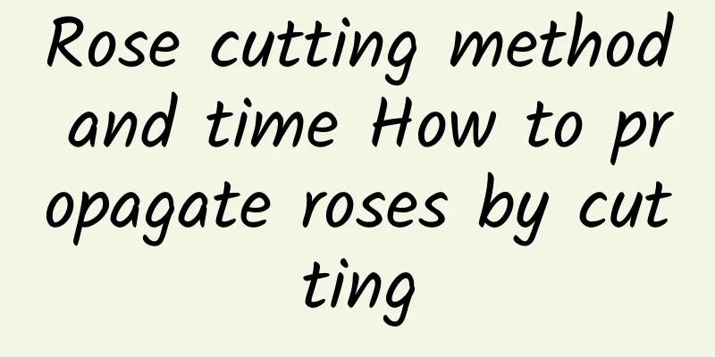 Rose cutting method and time How to propagate roses by cutting