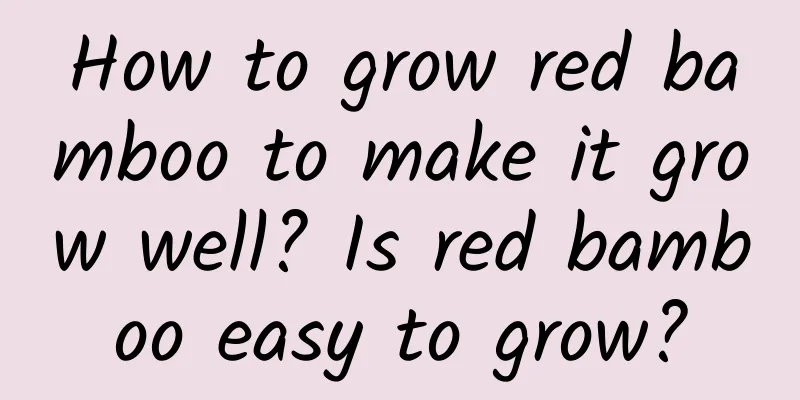 How to grow red bamboo to make it grow well? Is red bamboo easy to grow?