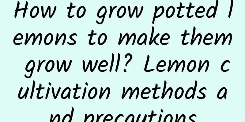 How to grow potted lemons to make them grow well? Lemon cultivation methods and precautions