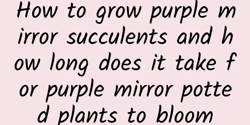 How to grow purple mirror succulents and how long does it take for purple mirror potted plants to bloom