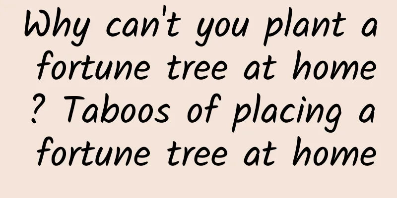 Why can't you plant a fortune tree at home? Taboos of placing a fortune tree at home