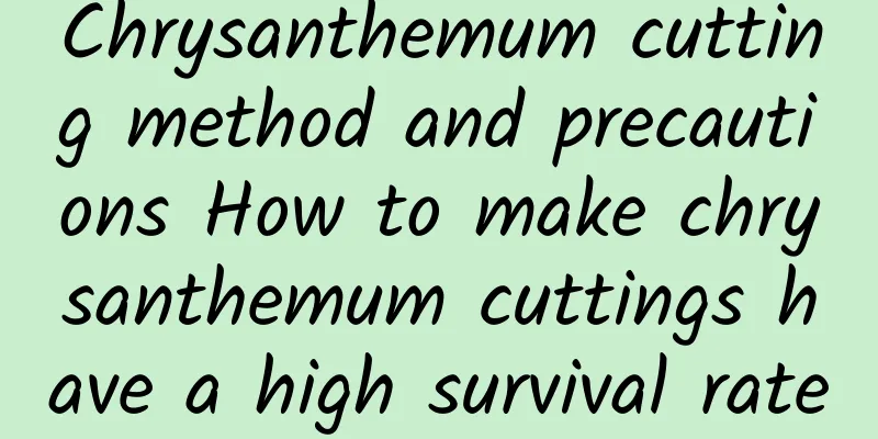 Chrysanthemum cutting method and precautions How to make chrysanthemum cuttings have a high survival rate