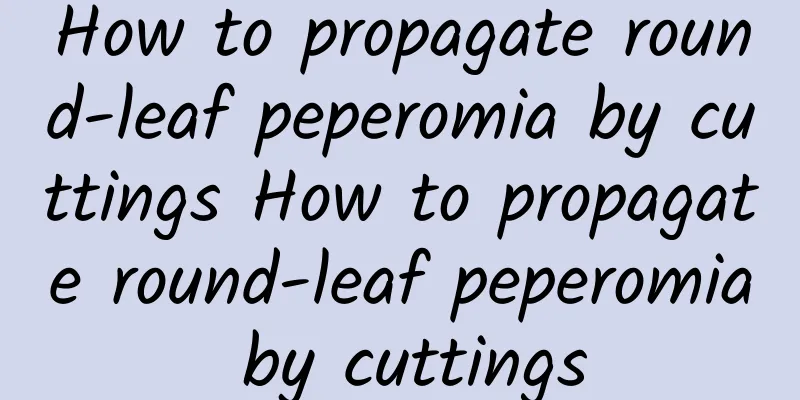 How to propagate round-leaf peperomia by cuttings How to propagate round-leaf peperomia by cuttings
