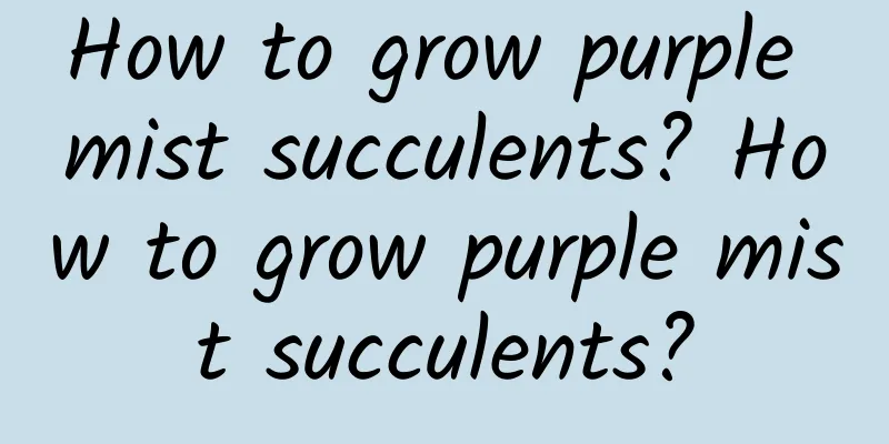 How to grow purple mist succulents? How to grow purple mist succulents?