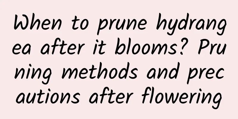 When to prune hydrangea after it blooms? Pruning methods and precautions after flowering